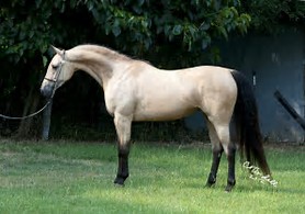 arabian horse christiana 5sg